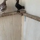حمام صنعاوي للبيع