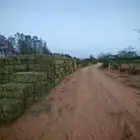 برسيم نظيف