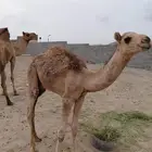 قعود 6 شهور على الحليب