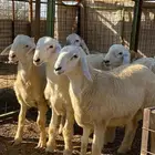 حلال بر نظيف مشروط على برسيم وشعير فقط