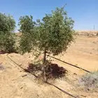اشجار زيتون للبيع بسعر مناسب