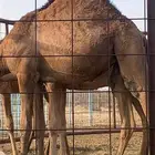 قعدان للبيع