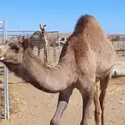 قعود لحم للبيع الموقع طريق المدينه