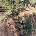 فسايل سكري وخلاص
