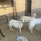اربع شياه حريات