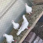 حمام فرنسي جامبو