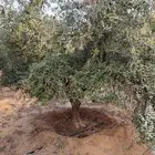 نجيل طببعي واشجار زينه وفاكهه
