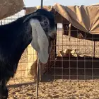 فحل عارضي