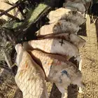 تيوس وبرابر نظيفه أفضل سعر جمله بالسوق