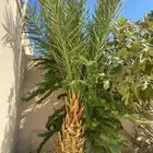 نخلة للبيع على السوم