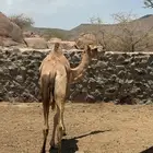 قعود للبيع