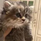 قطط سكوتش لونق هير