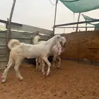 مشاريع فحول تيوس صنف مطورة جروم و لون أبيض كامل و أبوهم معرف