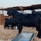 فحل للبيع