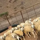 رخال جذعات فواخر طيبه