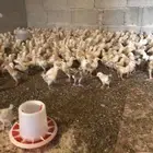 صوص دجاج بلدي