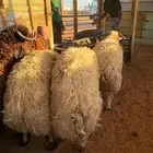 ذبائح نعيمي حري سواكني ذبايح