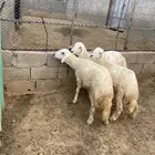 خرفان ذبايح
