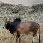 ثور فحل للبيع