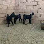 تيس وجفرتين دواغير
