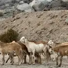 سواكن تربيه جذعان حمري وابيض جمله وتفريد