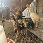 دجاج سندي تم البيع