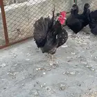 طقم حباحب لون أسود مستوى طيب