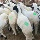 سواكن بيض