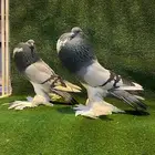 ( تم البيع ) للبيع زوج نفاخ ابو مريان هلال ToP