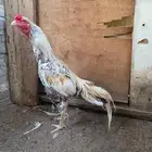 ديك باكستاني سندي