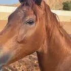 مهر
