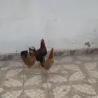 دجاجتين وديك مع قفصها