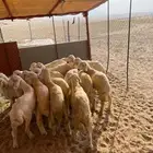 طليان ورخال للبيع