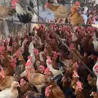 دجاج بلدي لاحم للبيع