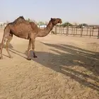 نياق ضرايب