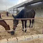 فرس رمكه لقاح قريبه تفلي