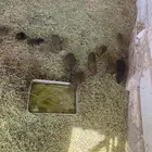 وبرأن للبيع ألون بريه العدد حول 35