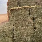 علف ذره جيزانيه