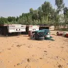 تيادر للبيع