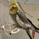 كروان للبيع