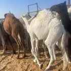 قعدان للبيع