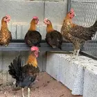 ديوك فيومي ذهبي