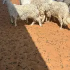 حريه تحتها 2