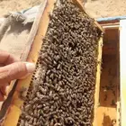 نحل بلدي خلايا حديثه وخلايا محايلي للبيع للتواصل