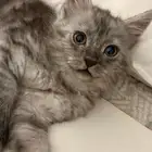بسس وقطه