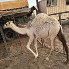 حوار على حليب العمر 7شهور