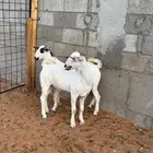للبيع تيوس فل شحم