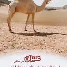 للعرض