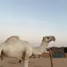 بعير اوضح ثني عظم وساس على الهدب مشروط ( الخرج)
