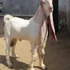 تيس حجازي